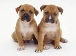 Two Red Staffordshire Bull Terrier Puppies, 6 Weeks Old, Sitting Together by Jane Burton Limited Edition Print
