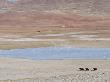 Wild Yaks Beside A Lake In The Chang Tang Nature Reserve Of Central Tibet., December 2006 by George Chan Limited Edition Print