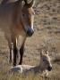 Przewalski's Horses In Kalamaili National Park, Xinjiang Province, North-West China, September 2006 by George Chan Limited Edition Print