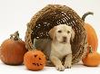Yellow Labrador Retriever Pup Lying In Wicker Basket And Pumpkins At Halloween by Jane Burton Limited Edition Pricing Art Print