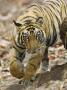 Tiger Stalking, Bandhavgarh National Park, India 2007 by Tony Heald Limited Edition Print