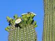 Saguaro Cactus Buds And Flowers In Bloom, Organ Pipe Cactus National Monument, Arizona, Usa by Philippe Clement Limited Edition Pricing Art Print