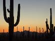 Silhouetted Saguaro Cactus At Sunset In Saguaro Np, Arizona, Usa by Philippe Clement Limited Edition Print