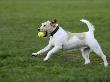 Parson Russell Terrier Running With A Ball In Its Mouth by Petra Wegner Limited Edition Print