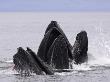 Humpback Whales Lunge-Feeding For Herring, Frederick Sound, South East Alaska, Usa by Mark Carwardine Limited Edition Print