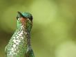Green Crowned Brilliant Hummingbird, Costa Rica by Edwin Giesbers Limited Edition Print