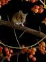 Wood Mouse On Blackthorn With Black Bryony Berries, Uk by Andy Sands Limited Edition Print