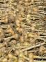 Maincrop Onions Being Dried On Frames In Large Garden, Norfolk, Uk by Gary Smith Limited Edition Print