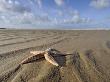 Common Starfish Washed Up On Beach, Norfolk, Uk, November 2008 by Gary Smith Limited Edition Print