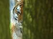 Siberian Tiger Partially Viewed Through Tree Trunks by Edwin Giesbers Limited Edition Print