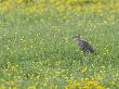 Curlew In Buttercup Meadow, Upper Teesdale, Co Durham, England, Uk by Andy Sands Limited Edition Print