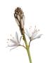 Asphodel Flowers Spain by Niall Benvie Limited Edition Print