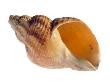 Common Whelk Shell Showing Aperture, Normandy, France by Philippe Clement Limited Edition Print