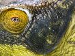Parson's Chameleon Close-Up Of Face, Madagascar by Edwin Giesbers Limited Edition Print