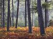 New Forest Enclosure In Autumn, Hampshire, England by Adam Burton Limited Edition Print