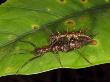 Stick Insects Mating Pair, Female Larger, Male Smaller, Bako National Park, Sarawak, Borneo by Tony Heald Limited Edition Print