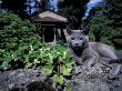 Russian Blue Cat Sunning On Stone Wall In Garden, Italy by Adriano Bacchella Limited Edition Print
