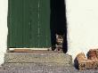 Tabby Cat Resting In Open Doorway, Italy by Adriano Bacchella Limited Edition Print