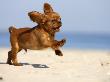 Cavalier King Charles Spaniel, Puppy, 14 Weeks, Ruby, Running On Beach, Jumping, Ears Flapping by Petra Wegner Limited Edition Print
