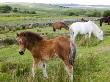 Dartmoor Ponies And Foals Grazing In Dartmoor National Park, Devon, England, 2008 by Adam Burton Limited Edition Print