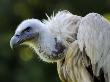 Himalayan Griffon Vulture Captive, From Central Asia by Eric Baccega Limited Edition Print