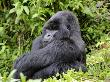 Male Silverback Mountain Gorilla Sitting, Watching, Volcanoes National Park, Rwanda, Africa by Eric Baccega Limited Edition Print