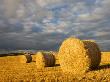 Round Straw Bales In A Field Near Morchard Bishop, Mid Devon, England by Adam Burton Limited Edition Print