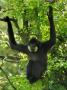 Yellow Golden Cheeked Crested Gibbon Young Male Hanging In Tree, From Asia, Iucn Vulnerable by Eric Baccega Limited Edition Print