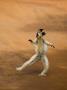 Verreaux's Sifaka 'Dancing', Berenty Private Reserve, South Madagascar by Inaki Relanzon Limited Edition Print