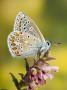 Common Blue Male At Rest Wings Closed, On Flower by Andy Sands Limited Edition Print