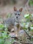 Sechuran Fox Chaparri Ecological Reserve, Peru, South America by Eric Baccega Limited Edition Print