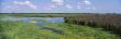 Tall Grass In A Lake, Finger Lakes, Montezuma National Wildlife Refuge, New York State, Usa by Panoramic Images Limited Edition Print