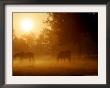Horses Graze In A Meadow In Early Morning Fog In Langenhagen Near Hanover, Germany, Oct 17, 2006 by Kai-Uwe Knoth Limited Edition Print