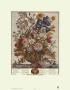 Twelve Months Of Flowers, 1730, June by Robert Furber Limited Edition Print