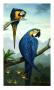 Blue And Gold Macaw by Jules Scheffer Limited Edition Print