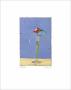 Euan Uglow Pricing Limited Edition Prints