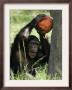 A Young Chimpanzee Attempts To Crack A Coconut Colored Orange To Look Like A Pumpkin by Wilfredo Lee Limited Edition Print