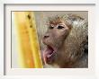 A Long-Tailed Macaque Licks A Block Of Frozen Bananas Sunday, November 26, 2006 by David Longstreath Limited Edition Pricing Art Print