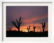 Storm Damaged Trees Silhouetted Against The Setting Sun, Greensburg, Kansas, C.2007 by Charlie Riedel Limited Edition Print