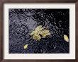 Floating Autumn Leaves Are Seen In A Koi Pond by Rick Bowmer Limited Edition Print