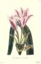 Crinum Bulbispermum by John Edwards Limited Edition Print