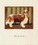 Charles Spaniel by Lanny Barnard Limited Edition Pricing Art Print