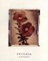 Petunia Study I by Dick & Diane Stefanich Limited Edition Print