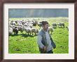 A Shepherd Stands By His Sheep In Miclosoara, Romania, October 2006 by Rupert Wolfe-Murray Limited Edition Print