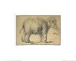 Study Of An Elephant by Rembrandt Van Rijn Limited Edition Pricing Art Print