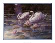 Swans And Bridge by T. C. Chiu Limited Edition Print