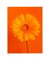 Gerbera Burnt Yellow On Orange by Masao Ota Limited Edition Pricing Art Print