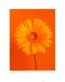 Gerbera Burnt Yellow On Orange by Masao Ota Limited Edition Print