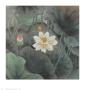 Yellow Butterfly And Lotus by Li Shan Limited Edition Pricing Art Print