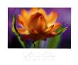 Strawflower by Jonathan Nourak Limited Edition Pricing Art Print